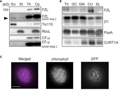 FZL, a dynamin-like protein localized to curved grana edges, is required for efficient photosynthetic electron transfer in Arabidopsis